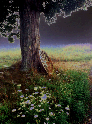 The Dreaming Tree