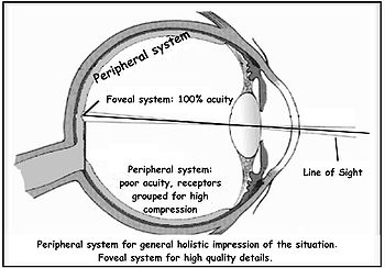 eye